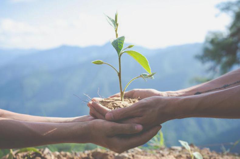 výsadba stromů pro ochranu klimatu